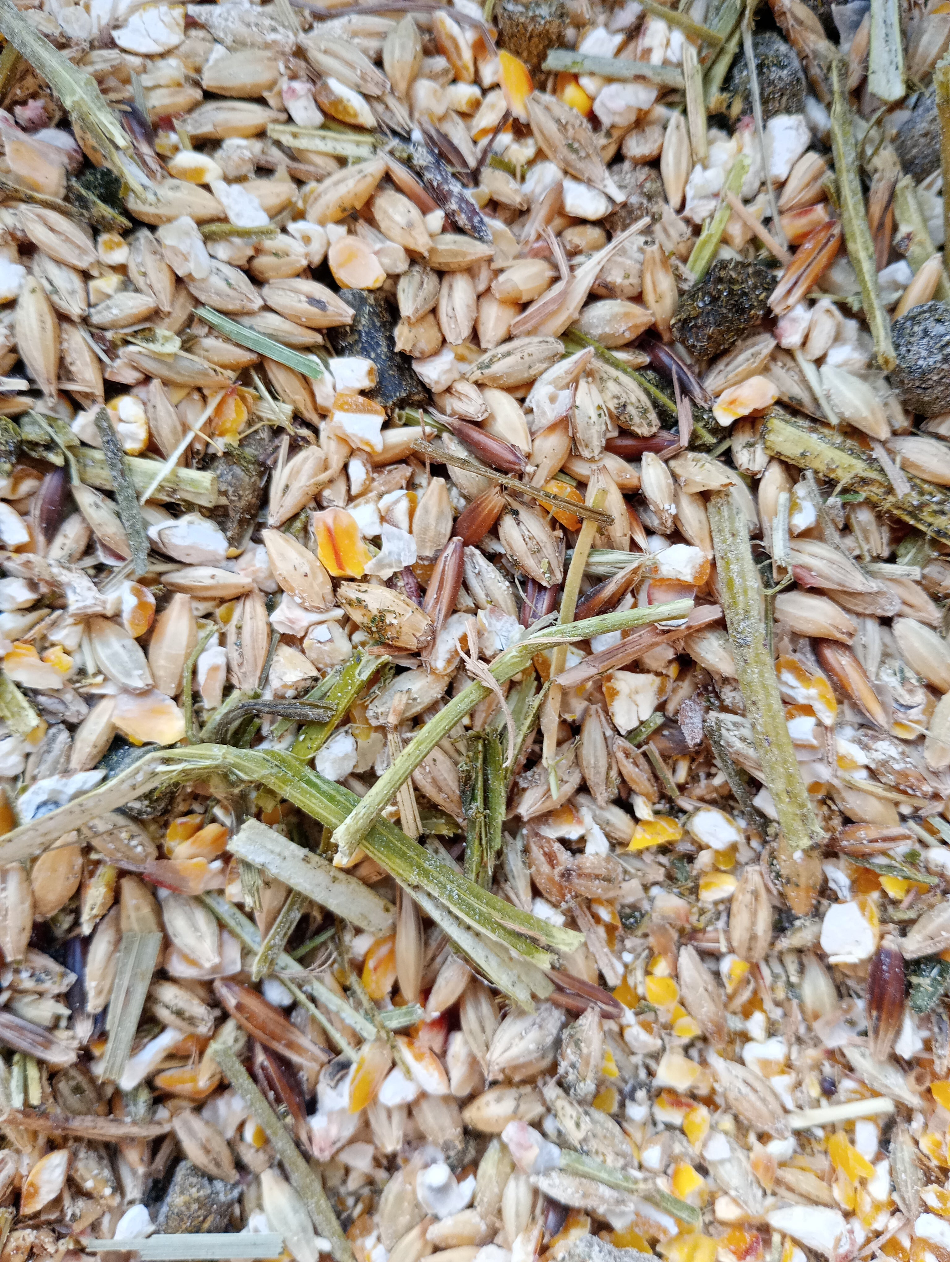 Aliment complet à base d'orge germée