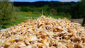 Orge germée pure